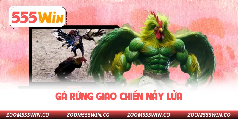 Gà Rừng Giao Chiến Nảy Lửa